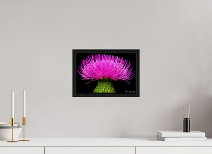 12 x 8″, Floater Frame Black Oak Silybum