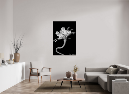 36 x 54″, Floater Frame Maple White Kingsnake’s Florescence