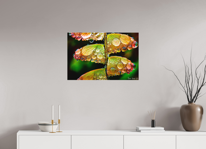 30 x 20″, Forex Monarch’s Abundance