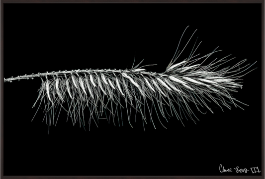 Main image Hallucigenia