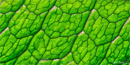 Main image Uniformed Venation