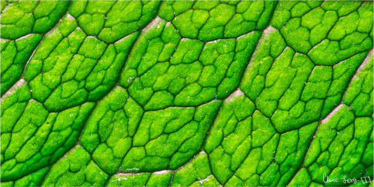 Main image Uniformed Venation