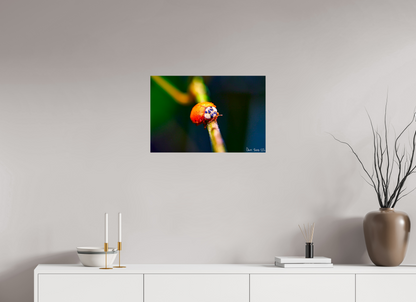 24 x 16″, Glossy Metal Dew-Kissed Ladybug