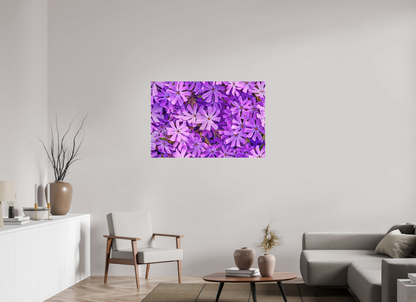45 x 30″, Forex Lavender Moss Phlox