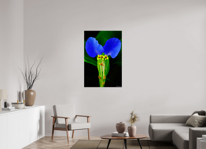 30 x 45″, Glossy Metal Asiatic Dayflower