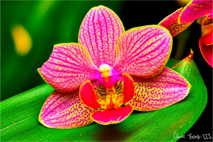 Main image Vigorous Orchid