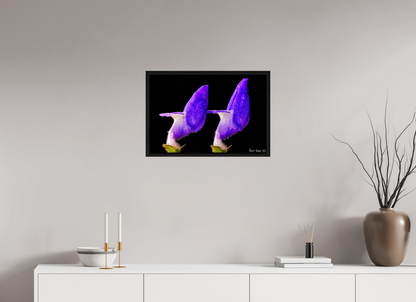 24 x 16″, Floater Frame Black Oak Coleus Barbatus