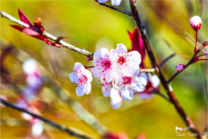 Main image Cherry Blossom
