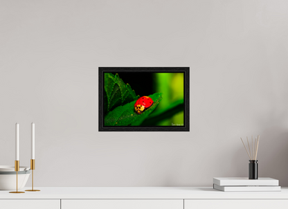 12 x 8″, Floater Frame Black Oak Our Lady Bird