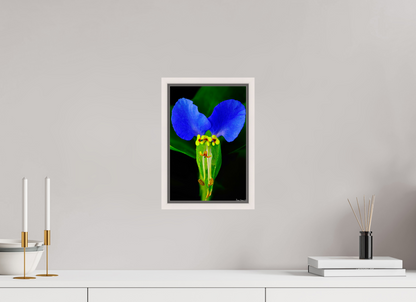 8 x 12″, Floater Frame Maple White Asiatic Dayflower