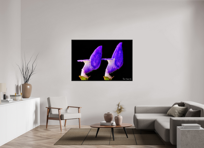 60 x 40″, Floater Frame Black Oak Coleus Barbatus