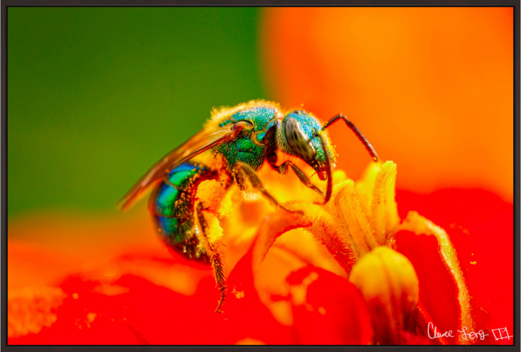 Main image Salt Licker