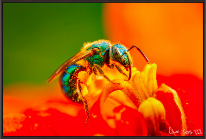 Main image Salt Licker