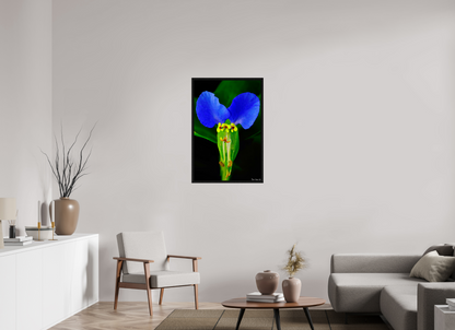 24 x 36″, Floater Frame Black Oak Asiatic Dayflower