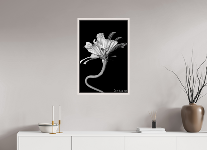 20 x 30″, Floater Frame Maple White Kingsnake’s Florescence