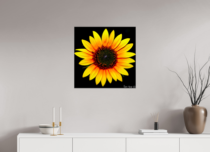 25 x 25″, Glossy Canvas Nana’s Sunflower