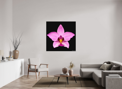 50 x 50″, Forex Bubblegum Star