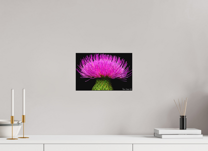 12 x 8″, Matte Metal Silybum