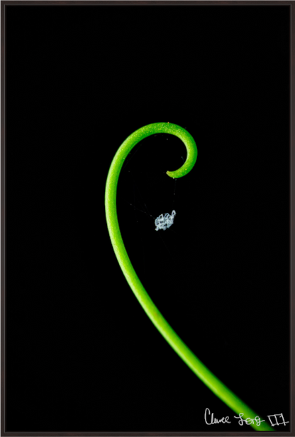 Main image Golden Ratio