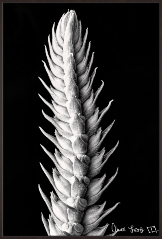 Main image Vertebrae