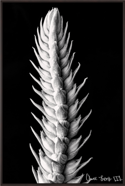 Main image Vertebrae