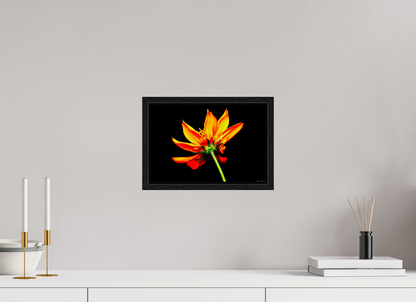 12 x 8″, Floater Frame Black Oak Soaring Phoenix