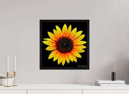 15 x 15″, Floater Frame Black Oak Nana’s Sunflower