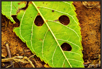 Main image Flabbergasted