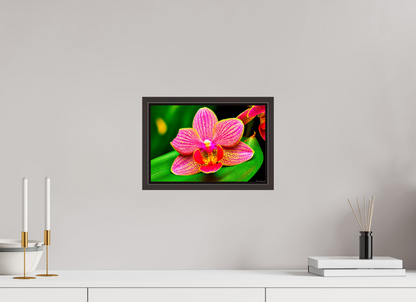 12 x 8″, Floater Frame Alder Brown Vigorous Orchid