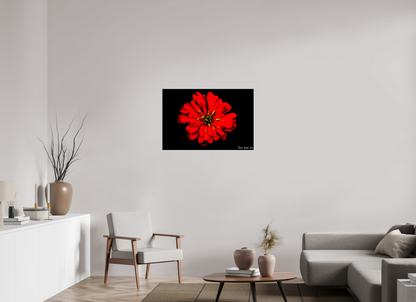 36 x 24″, Acrylic Zinnia of Fire