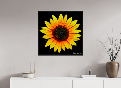 30 x 30″, Floater Frame Black Oak Nana’s Sunflower