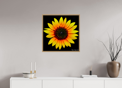 25 x 25″, Floater Frame Natural Oak Nana’s Sunflower