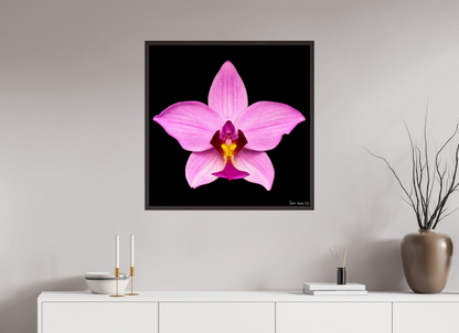 30 x 30″, Floater Frame Alder Brown Bubblegum Star