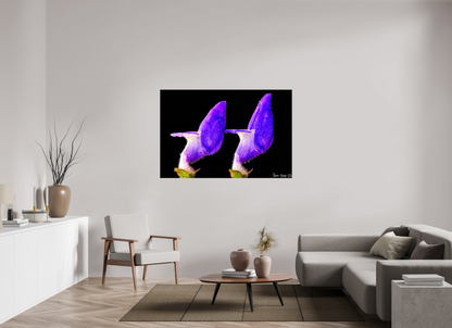 60 x 40″, Glossy Canvas Coleus Barbatus