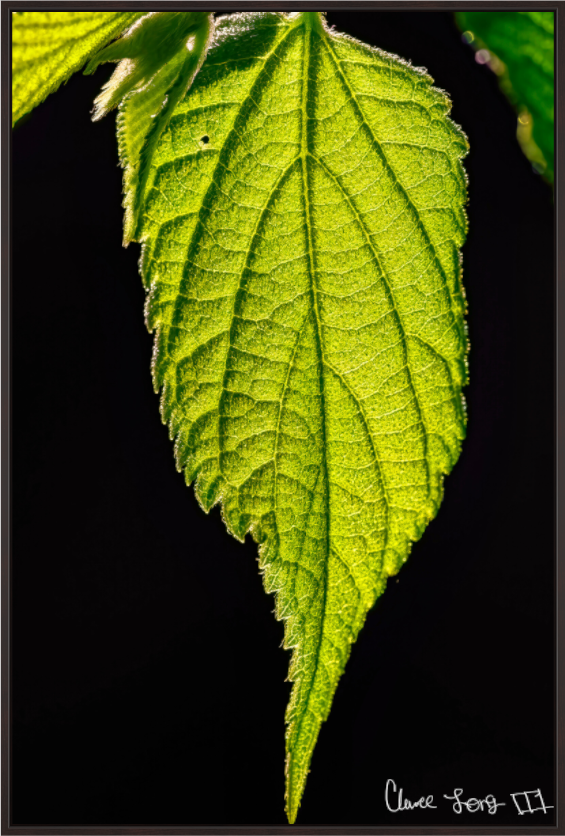 Main image Eternal Glow