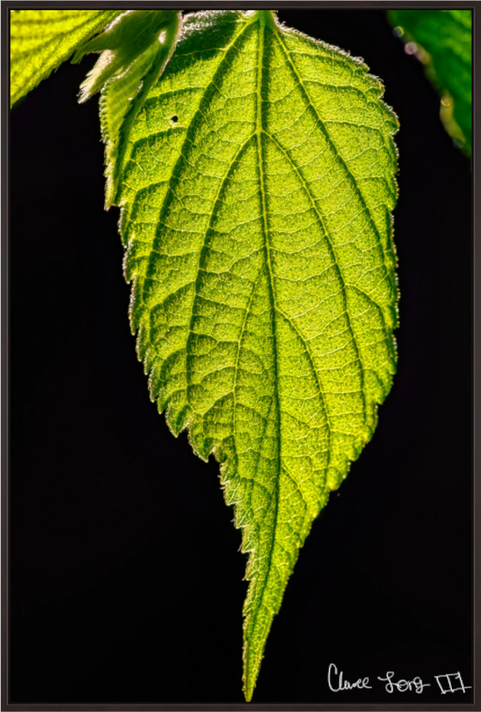 Main image Eternal Glow