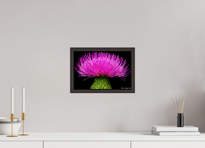 12 x 8″, Floater Frame Alder Brown Silybum