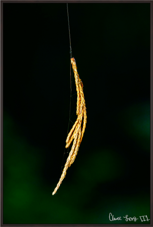 Main image Nature’s Tether