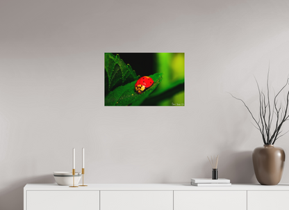 24 x 16″, Matte Metal Our Lady Bird