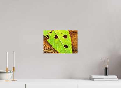 12 x 8″, Matte Canvas Flabbergasted