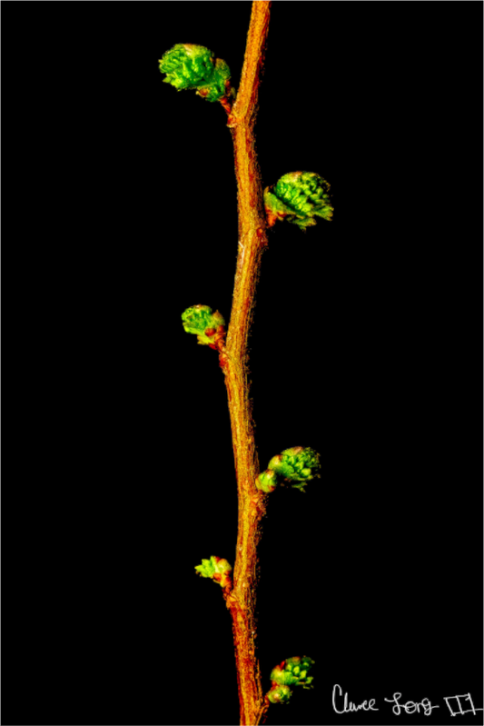 Main image The Ladder of Life