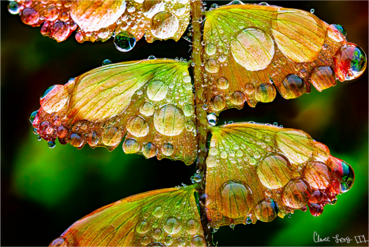 Main image Monarch’s Abundance