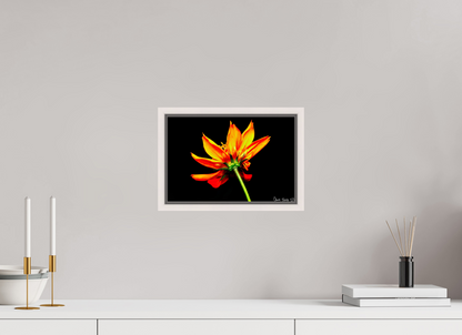 12 x 8″, Floater Frame Maple White Soaring Phoenix