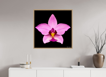 30 x 30″, Floater Frame Natural Oak Bubblegum Star