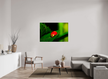 54 x 36″, Floater Frame Maple White Our Lady Bird