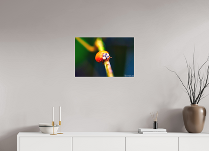 24 x 16″, Matte Canvas Dew-Kissed Ladybug