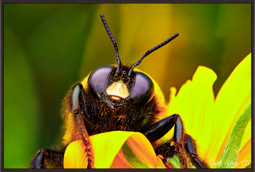 Main image The Curious Bumblebee