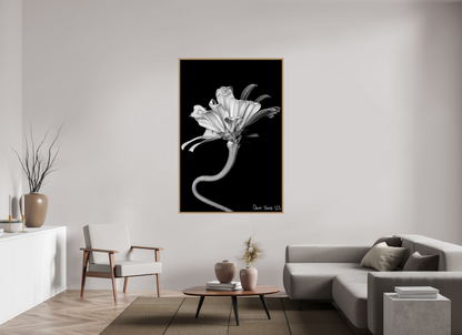 44 x 66″, Floater Frame Natural Oak Kingsnake’s Florescence