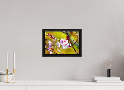 12 x 8″, Floater Frame Black Oak Cherry Blossom