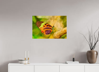 30 x 20″, Photo Print on Aluminum Backing Flamboyance